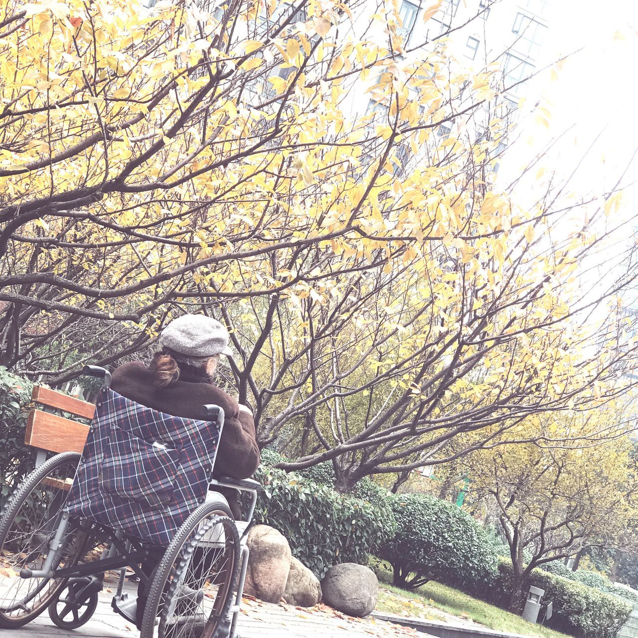 tree, bicycle, transportation, land vehicle, branch, bare tree, nature, outdoors, mode of transport, day, real people, sitting, lifestyles, one person, wheelchair, beauty in nature, sky, people