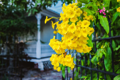 Close-up of yellow flowering plant