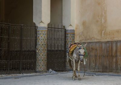 Donkey waiting outside a historical house in the old medina jewish quarter in fez, morocco, africa.