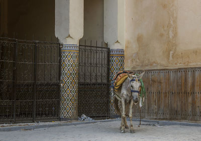 Horse standing against wall of building