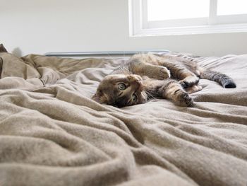 Cat resting on bed at home