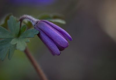 Close-up of purple flower blooming outdoors