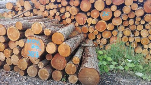 Stack of logs in forest