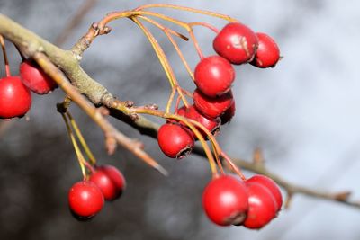 Close-up of tomatoes growing on tree