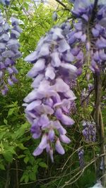 Close-up of purple flowers