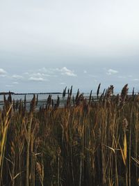 Scenic view of field against clear sky