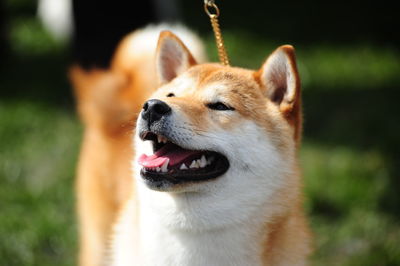 Close-up of dog looking away