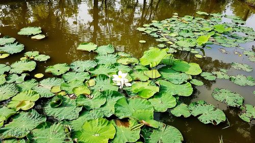 High angle view of leaves floating on lake