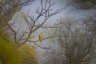 Low angle view of bird perching on tree