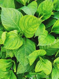 Full frame shot of green leaves