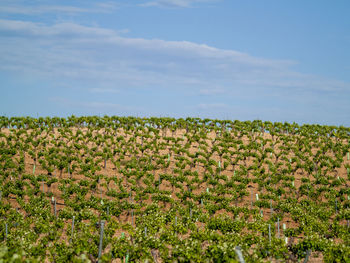 Plants growing on field against sky