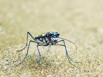 Close-up of insect