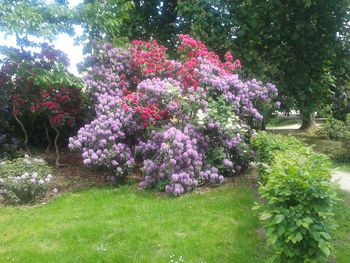 Pink flowering plants in park