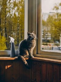 Cat looking through window