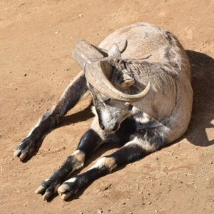 High angle view of animal lying on land