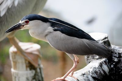 Close-up of bird perching on a branch