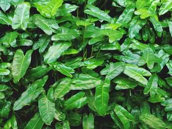Full frame shot of green leaves