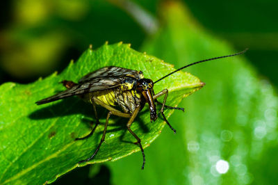 Close-up of insect on plant