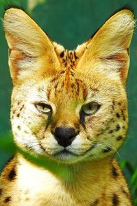 Close-up portrait of a cat