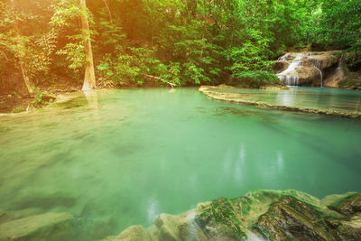 Scenic view of lake amidst trees in forest