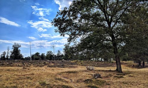 View of trees on field against sky