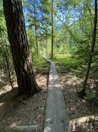 View of trees in forest