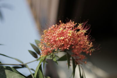 Close-up of red flowering plant