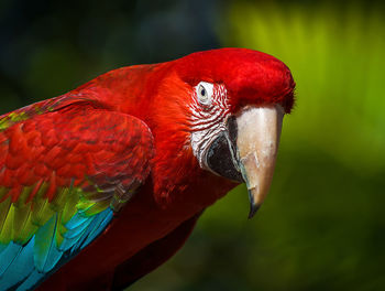 Close-up of parrot perching