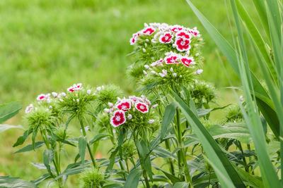 Close-up of pink flowers on field