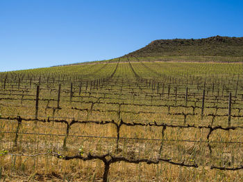 Scenic view of agricultural field of vineyard against clear sky, cederberg mountains, south africa