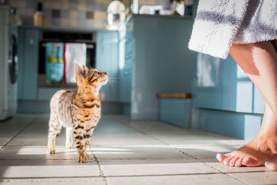 Low section of woman standing by cat on tiled floor at home