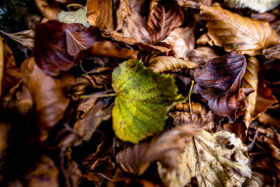 Close-up of dry leaves