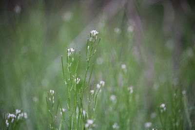 Close-up of raindrops on plant