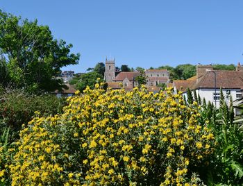 Yellow flowers blooming by house against clear sky