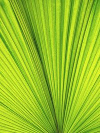 Full frame shot of palm leaf