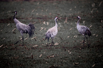 Birds walking on ground