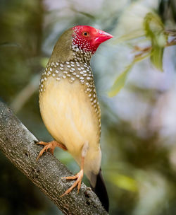 Close-up of bird perching outdoors