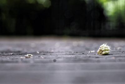 Close-up of leaf on table