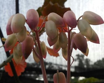 Close-up of fruits on tree