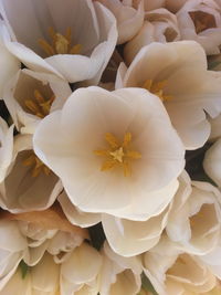 Close-up of white flowers