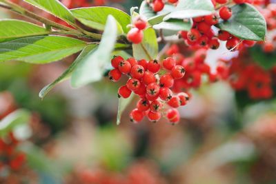 Close-up of red berries growing on plant