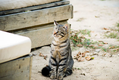 Cat sitting on looking away