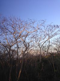 Bare trees against clear sky