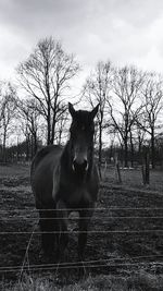 Brown horse in field