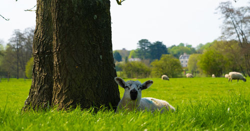 Close up low level image of lamb lambs sheep in green field