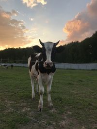 Cow standing in field against sky during sunset