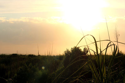 Close-up of plants growing on field against sky during sunset