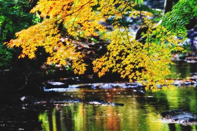 Scenic view of lake by trees during autumn