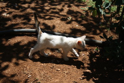 Cat walking in a field