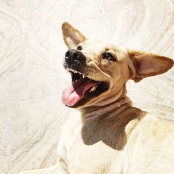 High angle view of dog looking away